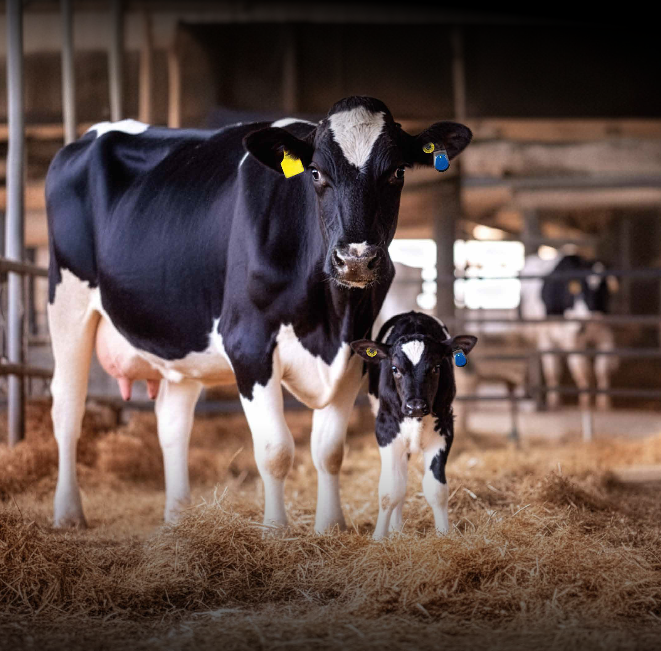 Black November-kampanj på SenseHub Dairy Lifetime